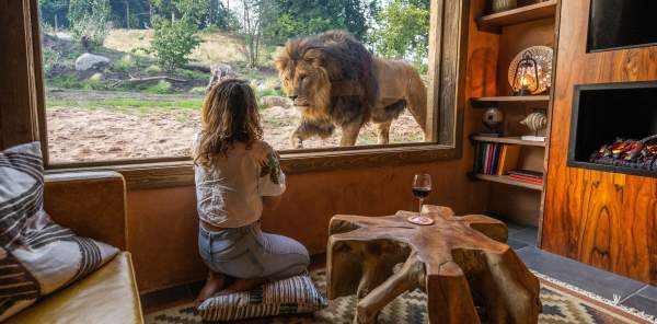 England Lioness opens new lion habitat at West Midland Safari Park