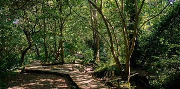 Moseley bog
