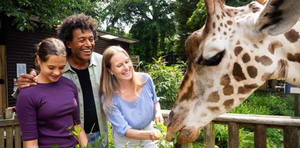 Family feeding giraffe at Dudley Zoo