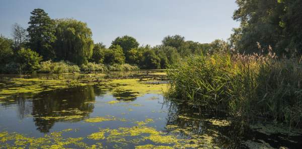 Coombe Abbey lake with greenery