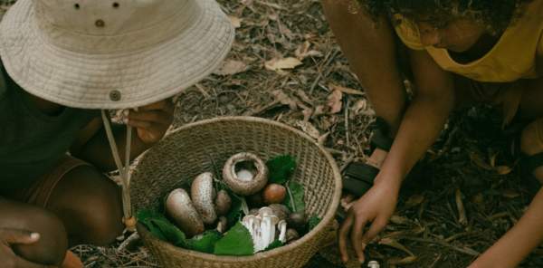 Children forage for mushrooms on a forest floor