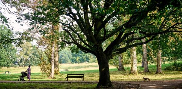 A person walks their child through a park surrounded by greenery and a large, thriving tree