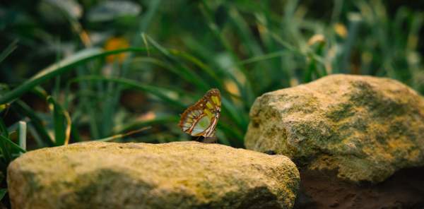 VB - Stratford Butterfly Farm