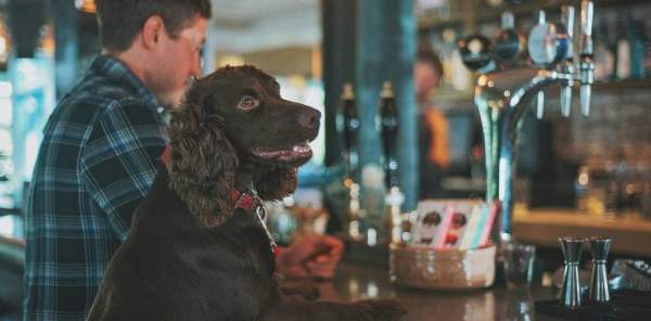 Dog-friendly