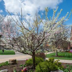Spring Blooms in CNY