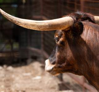 Visiting the Austin Zoo