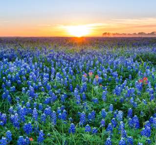 Where to See Wildflowers Near Austin