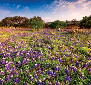 Hill country field with bluebonnets