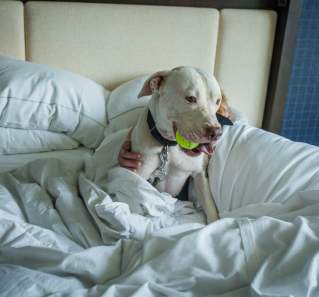 Austin's Top Pet-Friendly Hotels