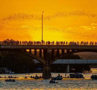 Image of people standing along the Congress Avenue Bridge at sunset watching the bats fly out from beneath the bridge.