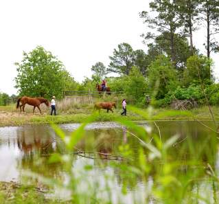 Where to Go Horseback Riding in Austin