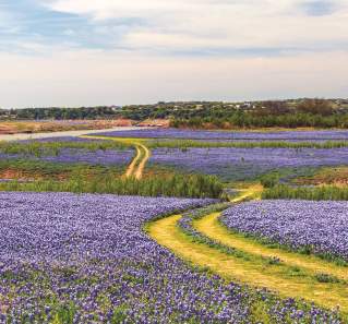 Open parkland covered in wildflowers with a trail for cars to drive through, looking out to the Texas Hill Country.