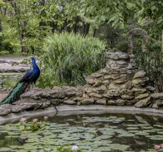 Visiting Mayfield Park & Mount Bonnell