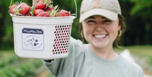 Pick Your Own Strawberries at These York County Farms