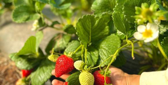 Enjoy Strawberries Year Round at Bush-N-Vine Farm in York, South Carolina