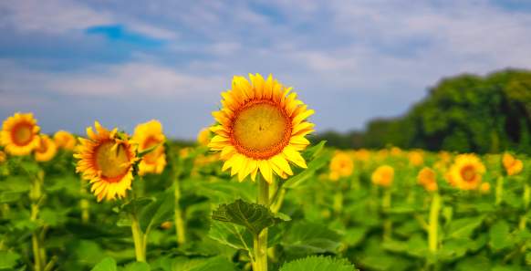 Where Summer Grows: York County Farms to Visit This June & July