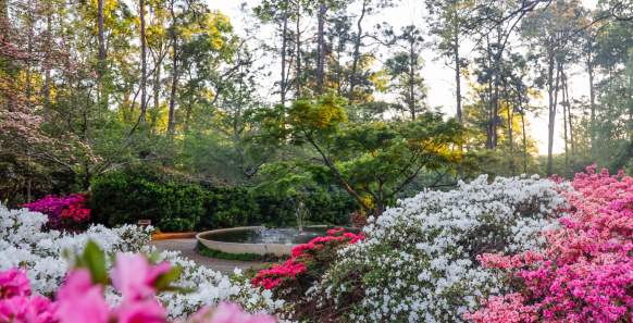 8 Fun Facts About Rock Hill's Glencairn Garden