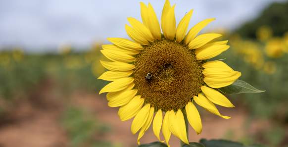 Discover the Sunflower Fields in York County