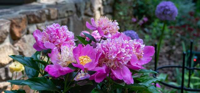 Step Inside Chapel Hill's Garden Tour This Spring