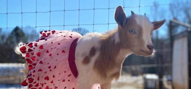 Our Love List for Valentine's Day in Chapel Hill and Orange County