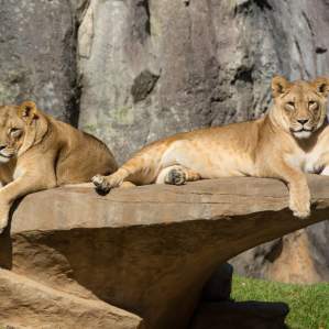 Two Lions perched on a rock sunbathing in the NC Zoo