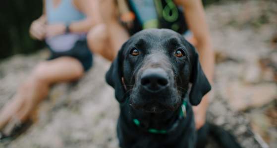 Pet Friendly Lodging In Big Sky, MT