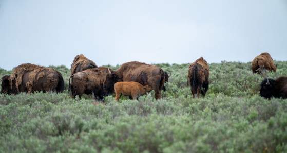 Spring in Yellowstone