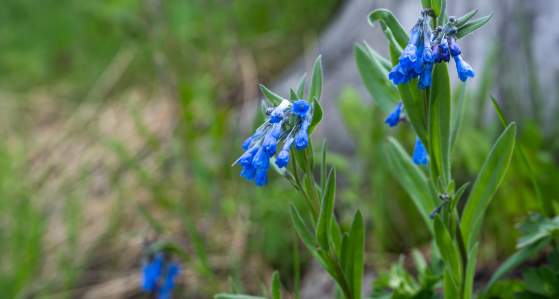 Wildflower Season on Big Sky's Trails