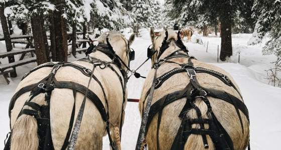 Fun Things To Do In Big Sky This Winter