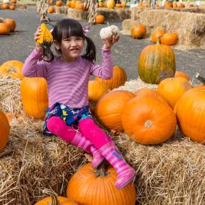 Pumpkin Patches to Visit this Fall