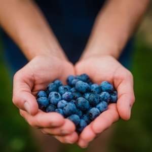 How to Pick Your Own: the ins and outs of picking-your-own berries this summer