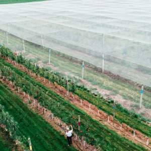 Berrylicious Fruit Farm: A Slice of Netted Paradise