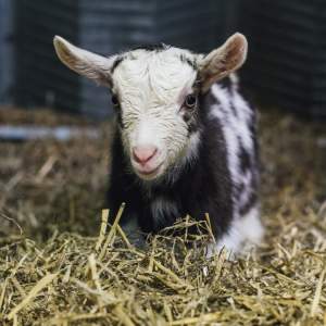 Goat Cuddles