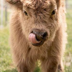 Micro-Highland Cow Experience