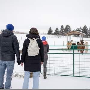 Alpaca Experience and Fibre Nesting Ball Workshop