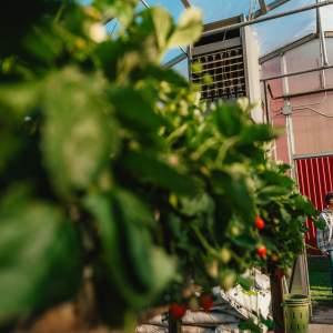 Son in Law produce greenhouse