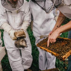 Meet the Bees experience thames river melons