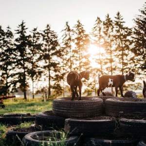 Three little goats playing