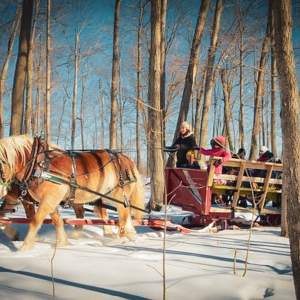 two Belgian horses pull a sleigh of people through a snow covered forest