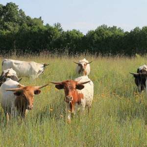 Y U Ranch: Where Sustainability Meets Agriculture