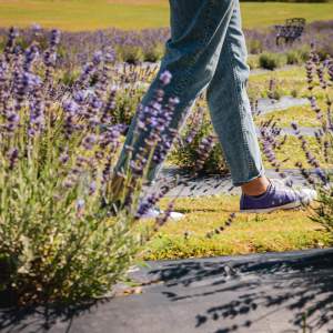person strolling through rows of lavender in full bloom
