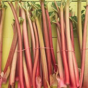 Rhubarb