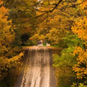 Road surrounded by trees in the fall season