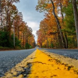 Tree lined road