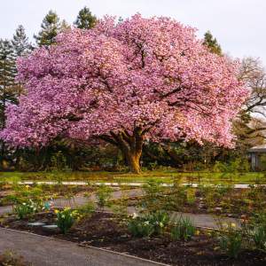 Willamette Rose: Urban Forest Bath & River Walk