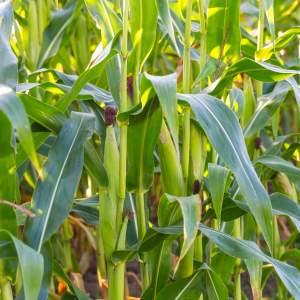 Harvest Days & Corn Maze