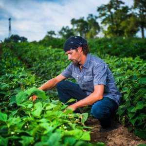 Son-in-Law Produce Ltd.