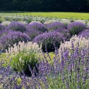 Deep Purple Lavender Farm