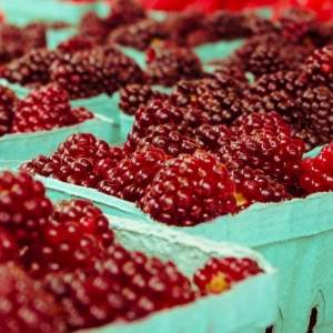 Potters Road Berries