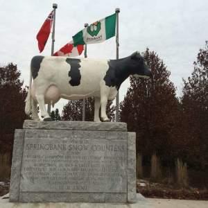 Springbank Snow Countess